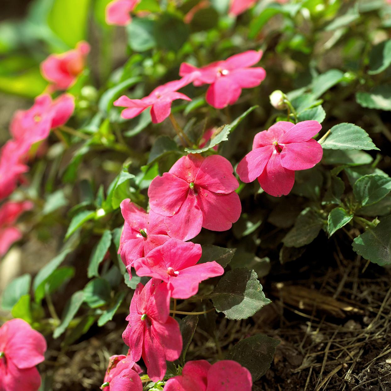 Top 10 Flowering Plants That Require Less Sunlight