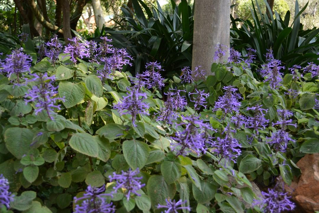 Top 10 Flowering Plants That Require Less Sunlight