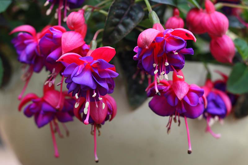 Top 10 Flowering Plants That Require Less Sunlight