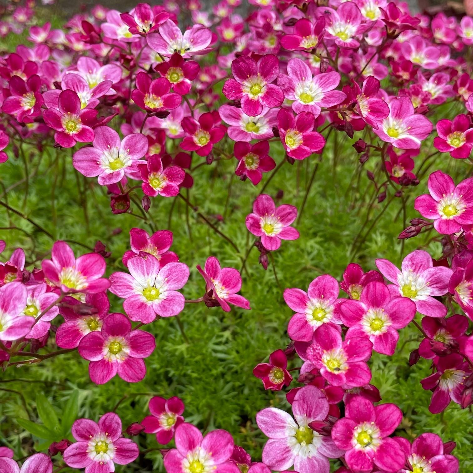 Top 10 Flowering Plants That Require Less Sunlight