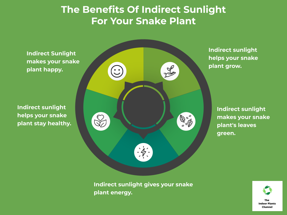 How Much Sunlight Does Your Snake Plant Need