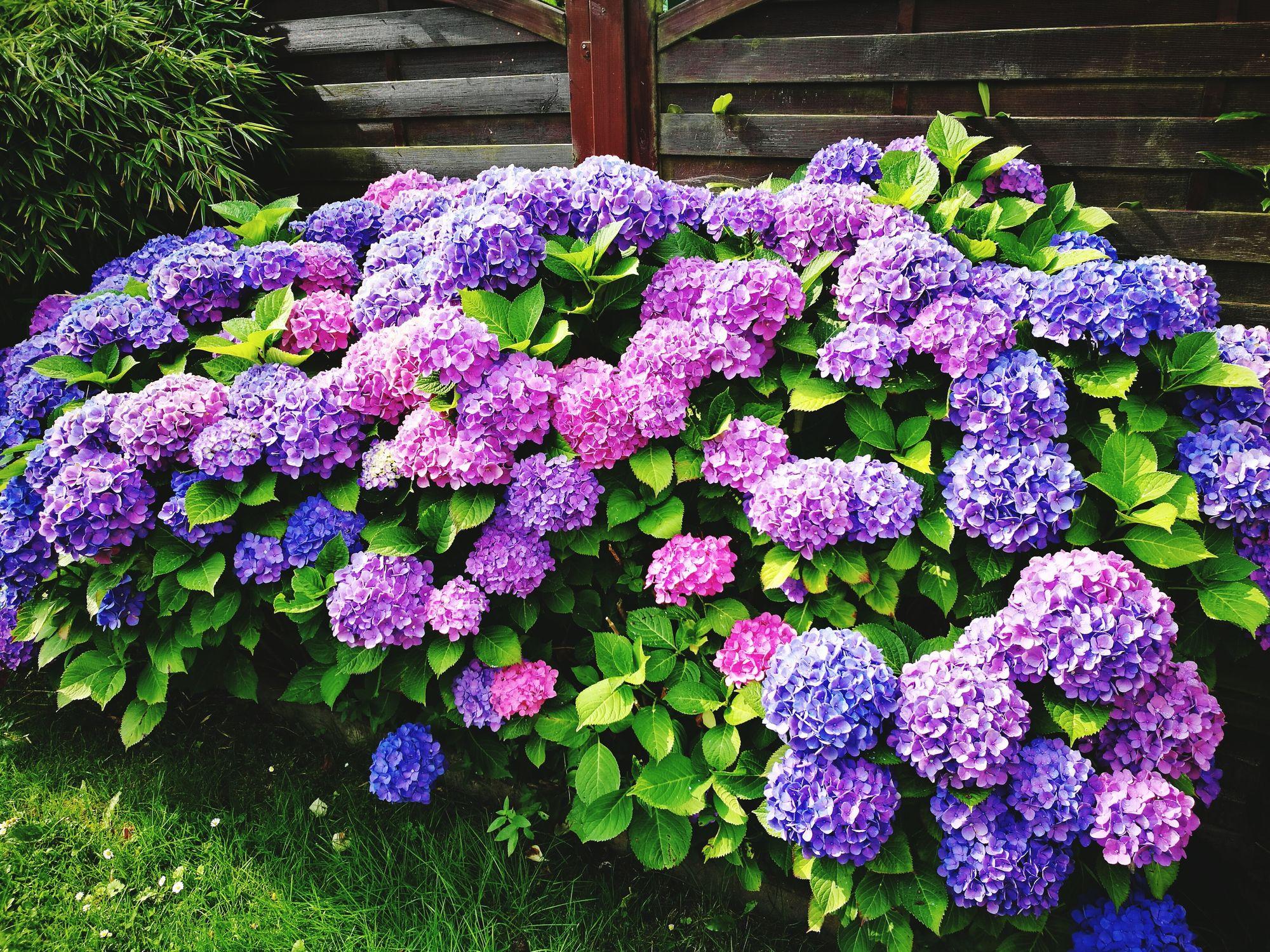 Top 10 Flowering Plants That Require Less Sunlight