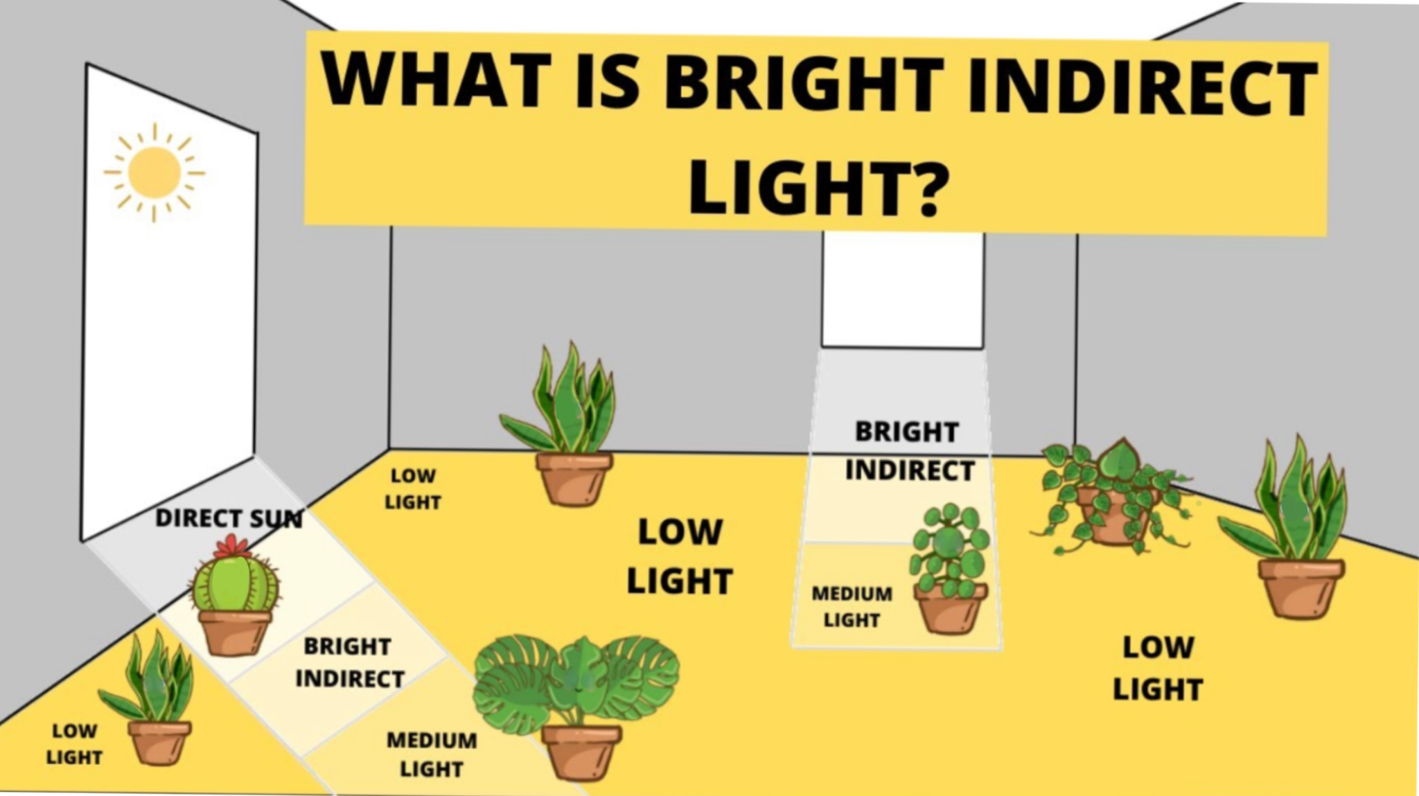 What is Indirect Sunlight and Which Plants Grow Best in it?