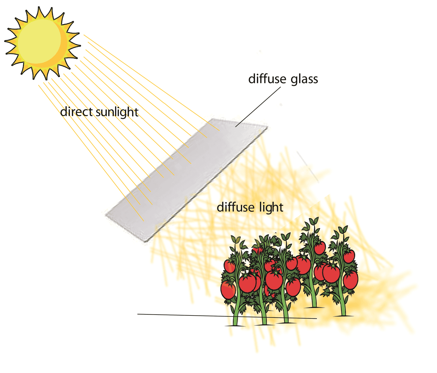 What is Indirect Sunlight and Which Plants Grow Best in it?