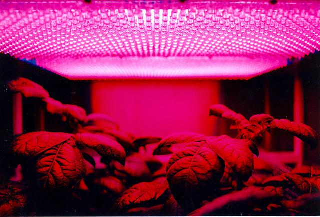 How To Use Led Grow Lights For Indoor Plants - A Beginner's Guide