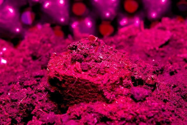 How To Use Led Grow Lights For Indoor Plants - A Beginner's Guide