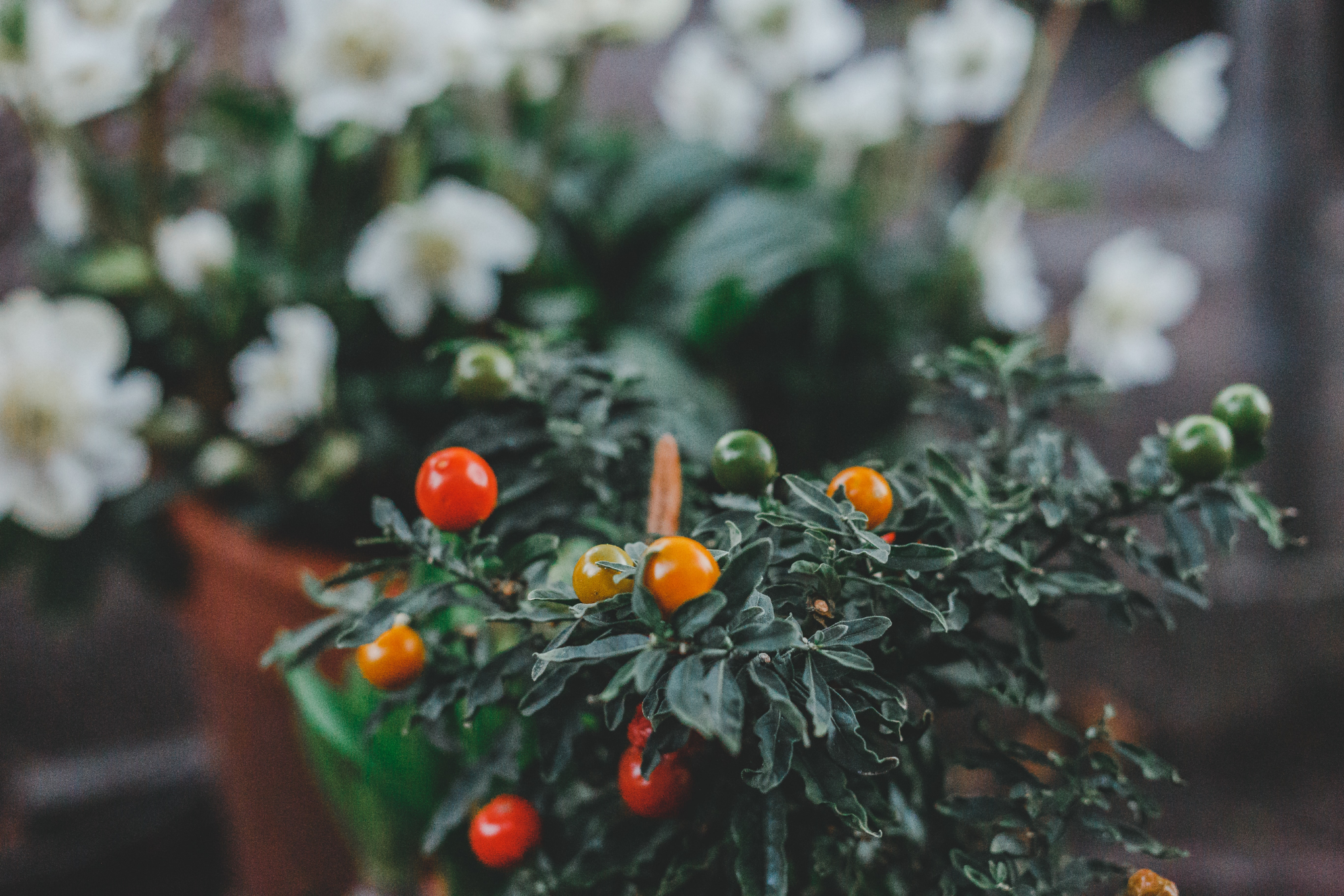 How Many Hours Of Sunlight Do Tomato Plants Need