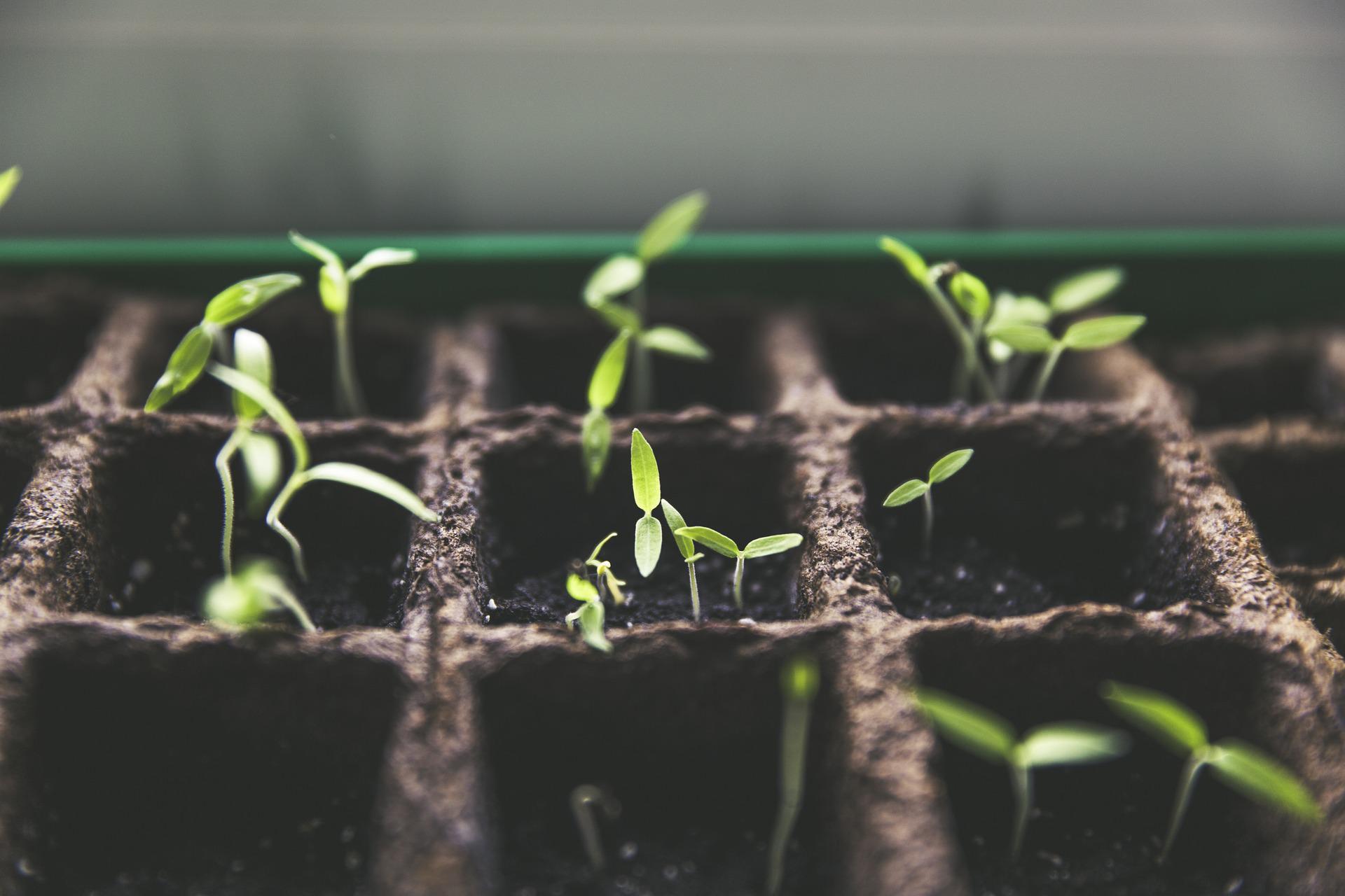 How Many Hours Of Sunlight Do Tomato Plants Need