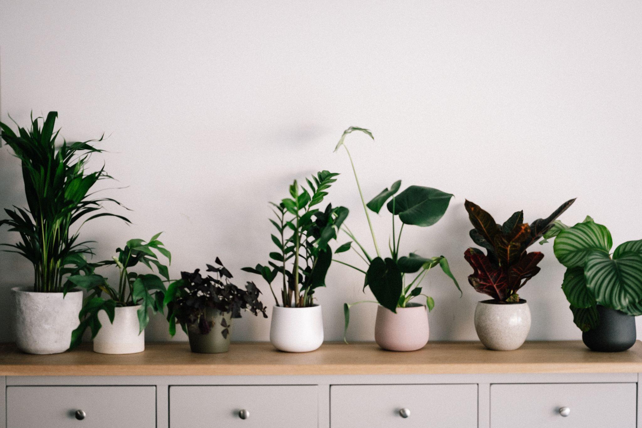 A Beginner's Guide To Indoor Plants