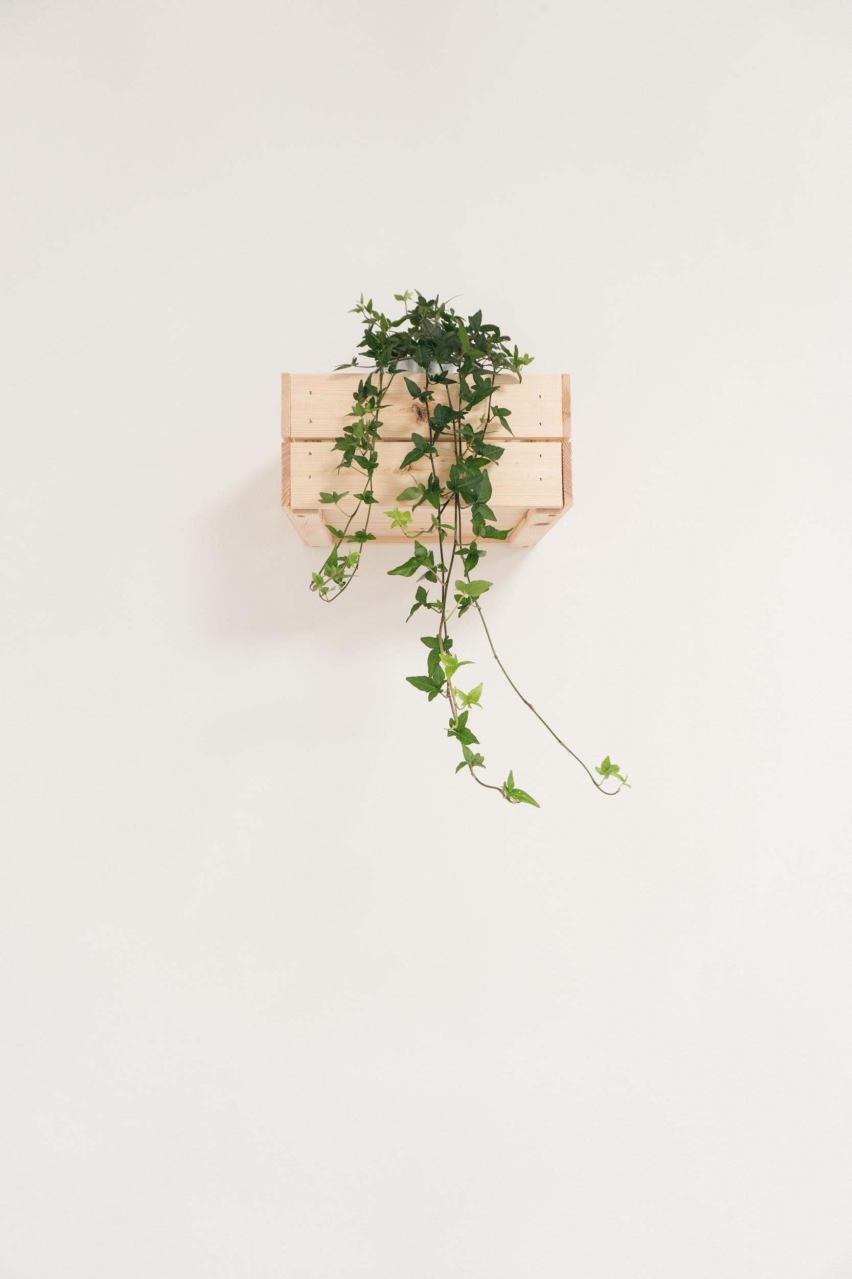 The Advanced Guide To Hanging Plants