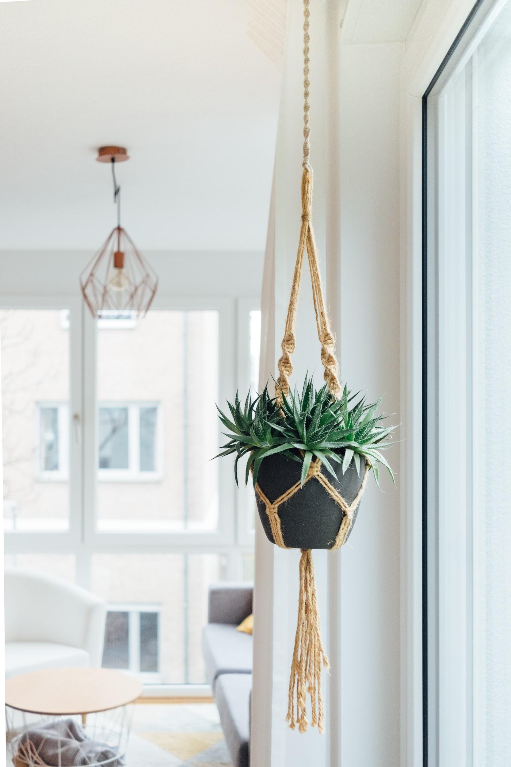 The Advanced Guide To Hanging Plants