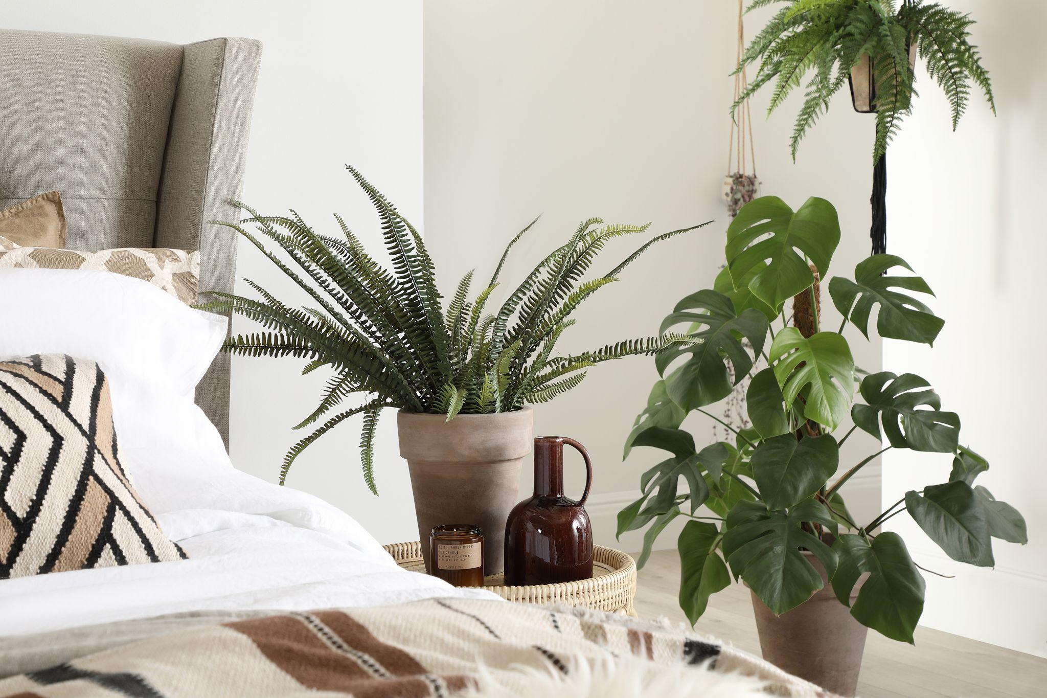 13 Things About Indoor Plants You May Not Have Known