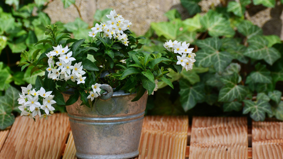 How To Care For Jasmine Plants In Pots: Water Them Regularly