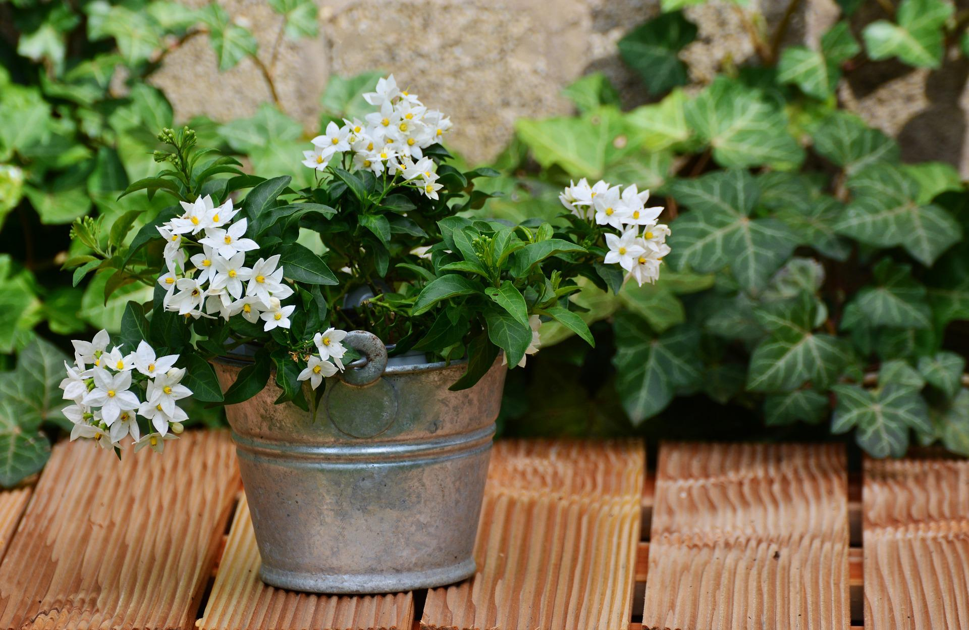 How To Care For Jasmine Plants In Pots: Water Them Regularly