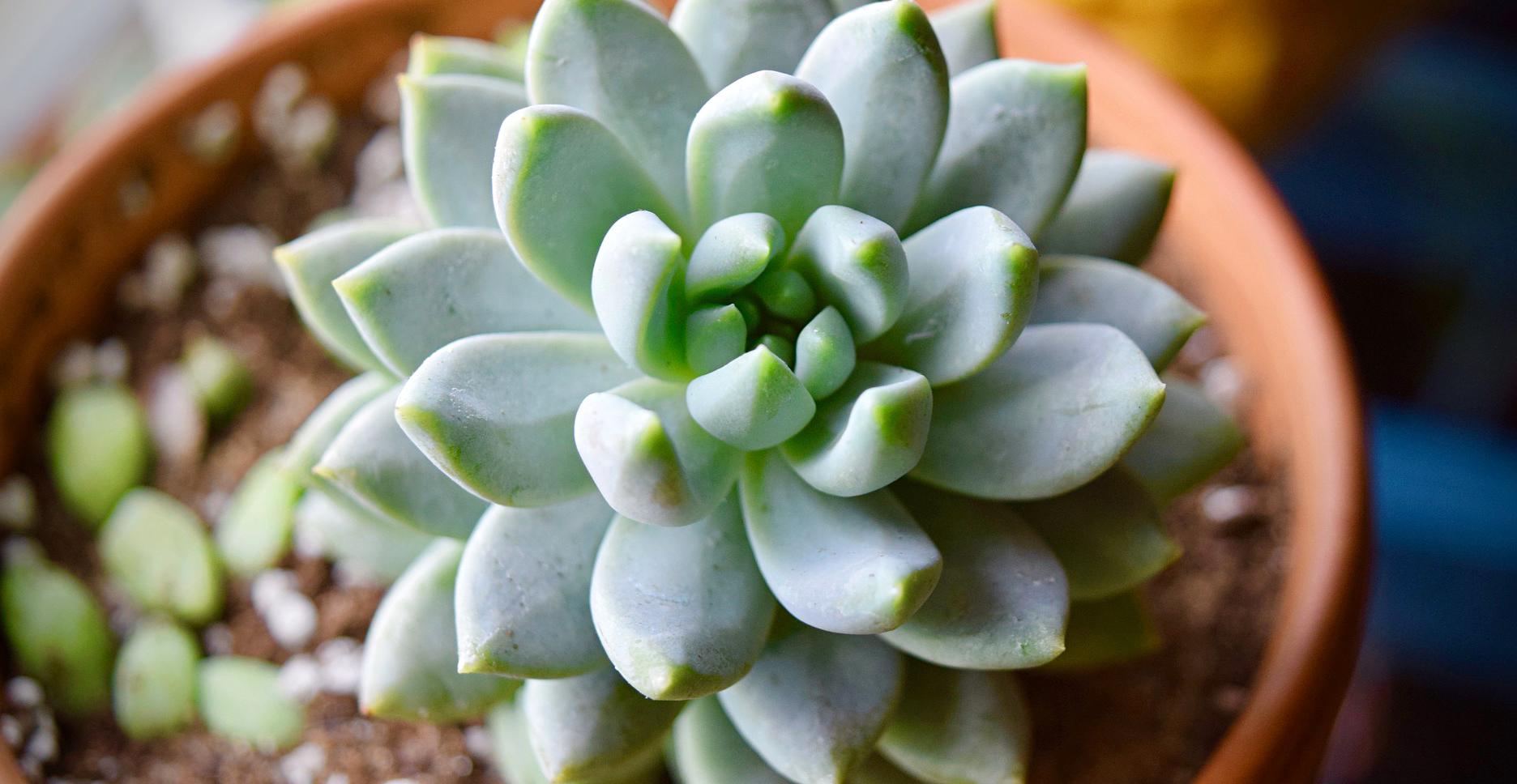 Ask Me Anything: 10 Answers To Your Questions About Sill Plants