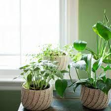 How To Find The Perfect Home Plants