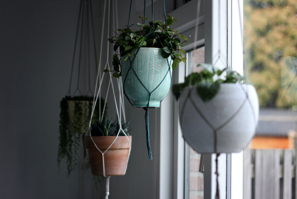 The Advanced Guide To Hanging Plants