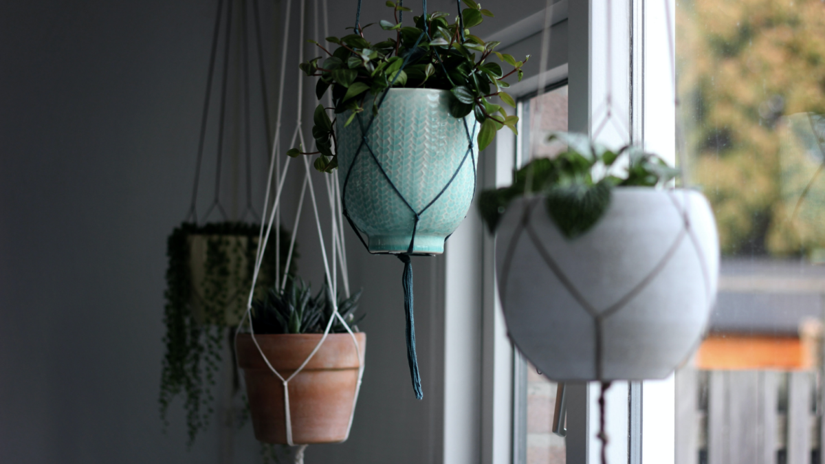 The Advanced Guide To Hanging Plants