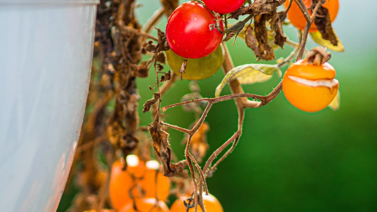 How Many Hours Of Sunlight Do Tomato Plants Need