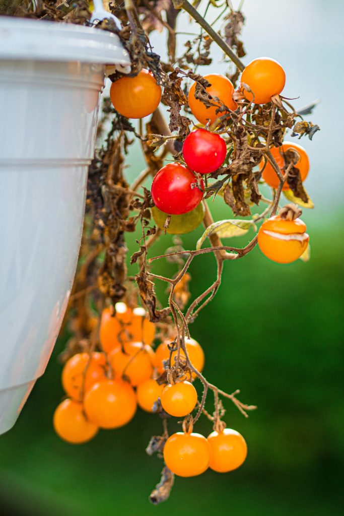 How Many Hours Of Sunlight Do Tomato Plants Need