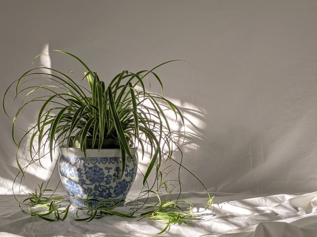 How Much Sunlight Do Spider Plants Need