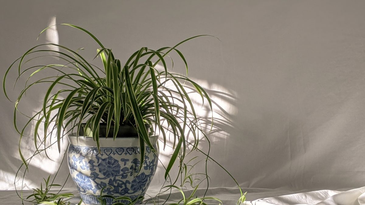 How Much Sunlight Do Spider Plants Need
