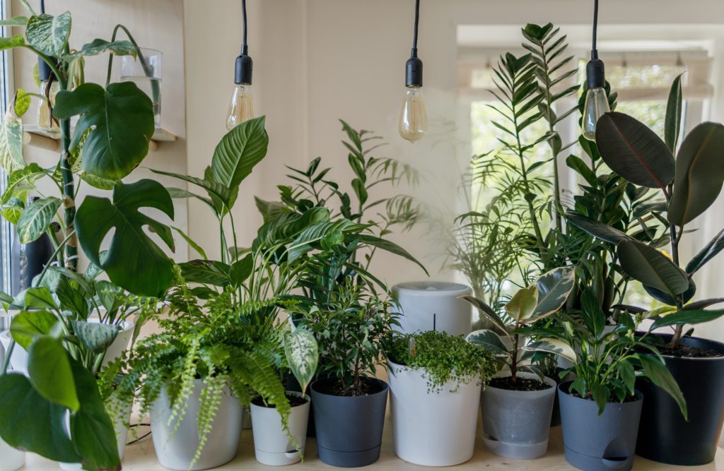 A Beginner's Guide To Indoor Plants