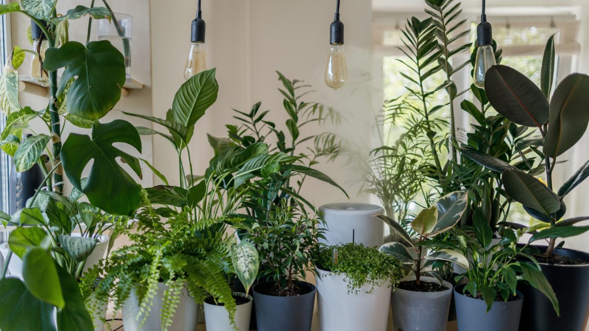 How To Keep Your Plants Alive When The Sun Isn’t Shining