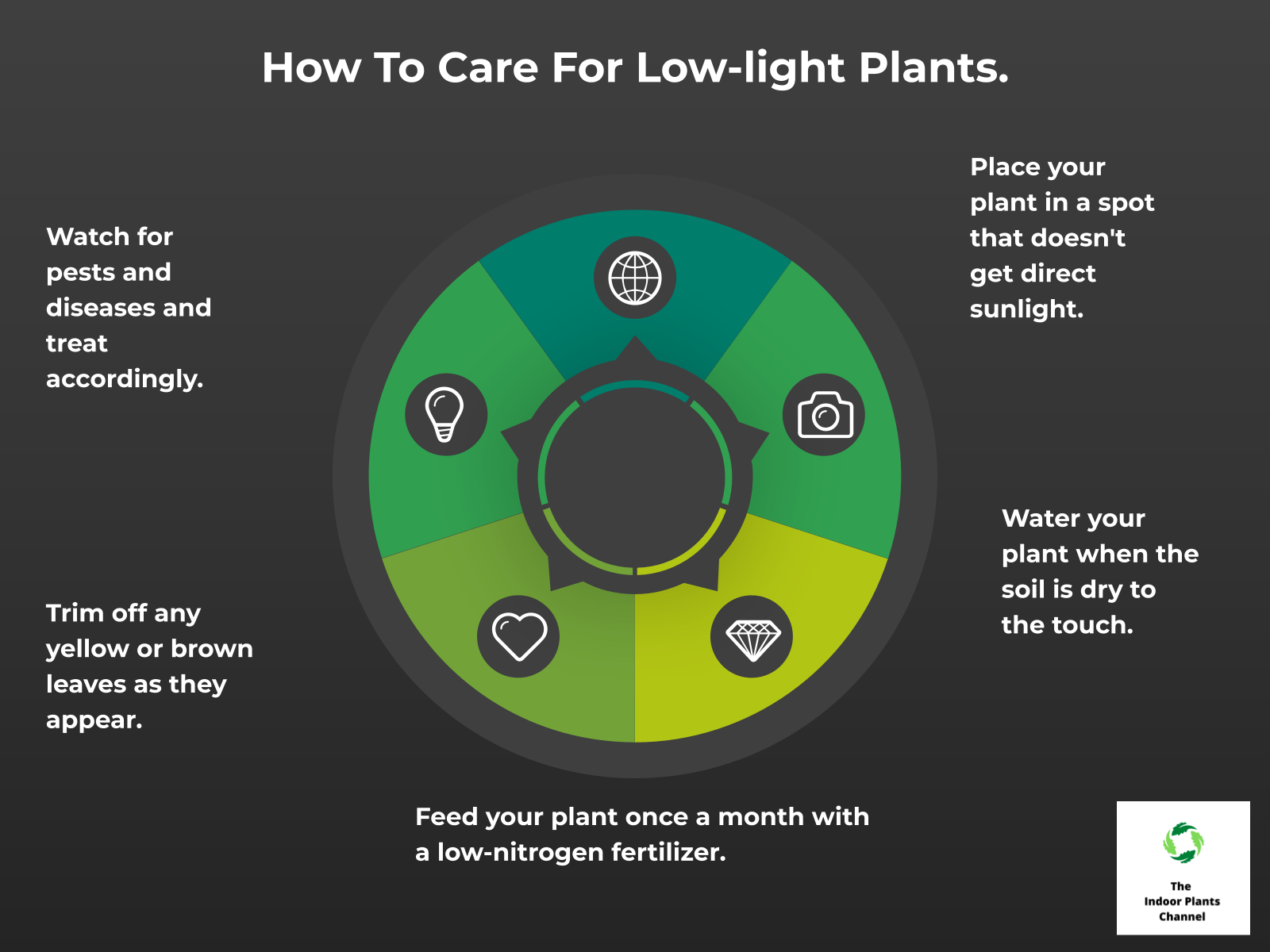 INFOGRAPHIC: How to care for low-light plants.