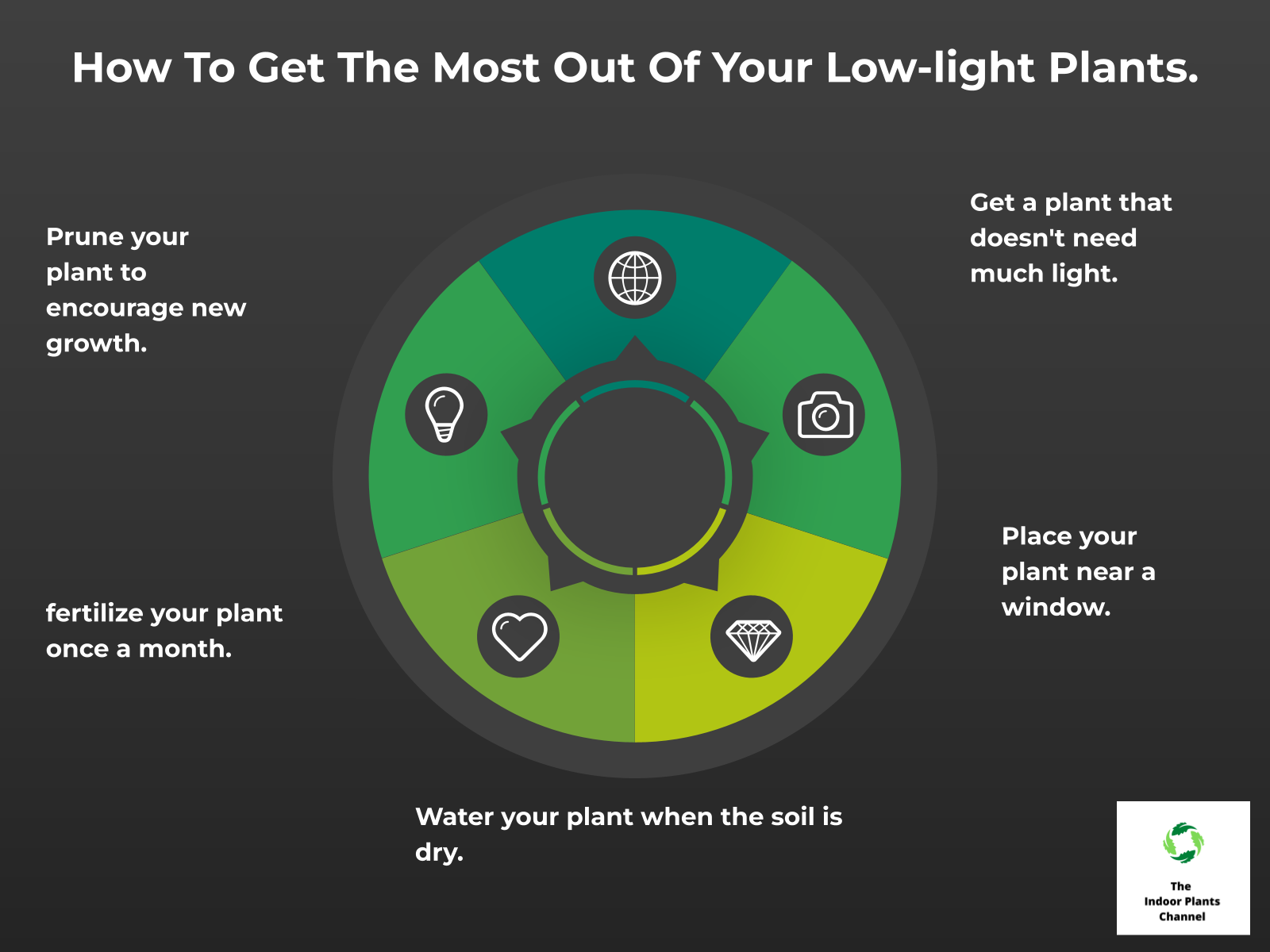 INFOGRAPHIC: How to get the most out of your low-light plants.