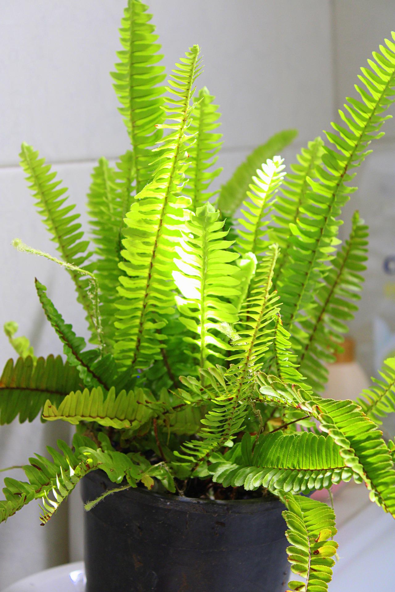 27 Indoor Plants That Are Safe For Pets And Improve Your Health