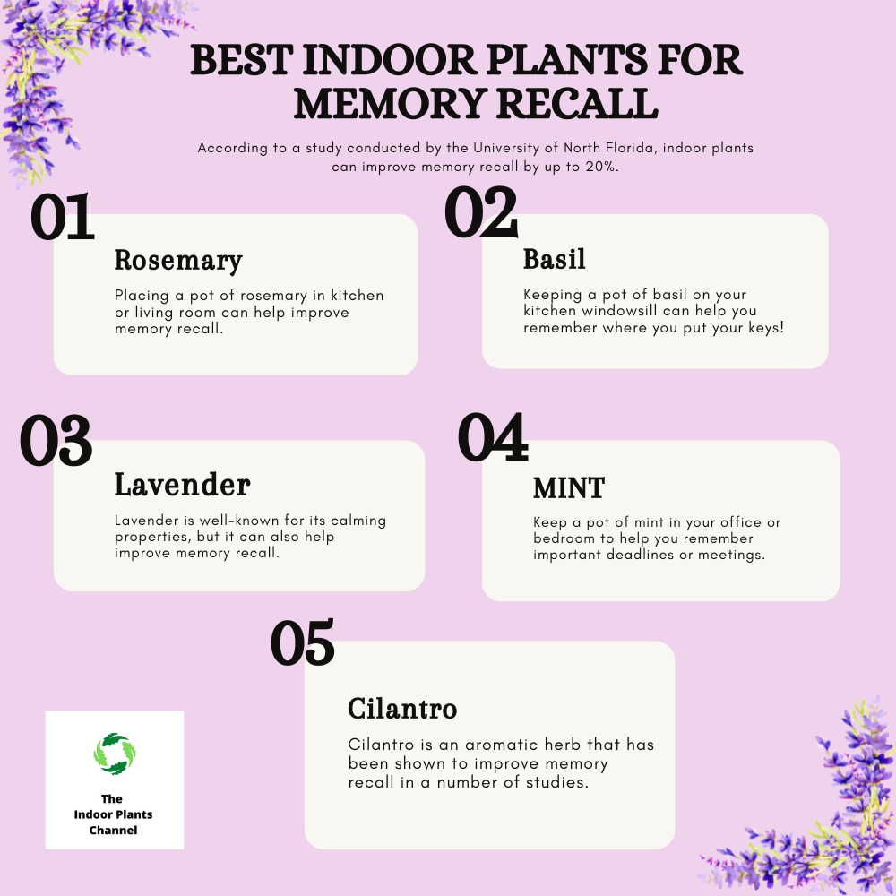 13 Indoor Plants That Can Help Improve Your Memory
