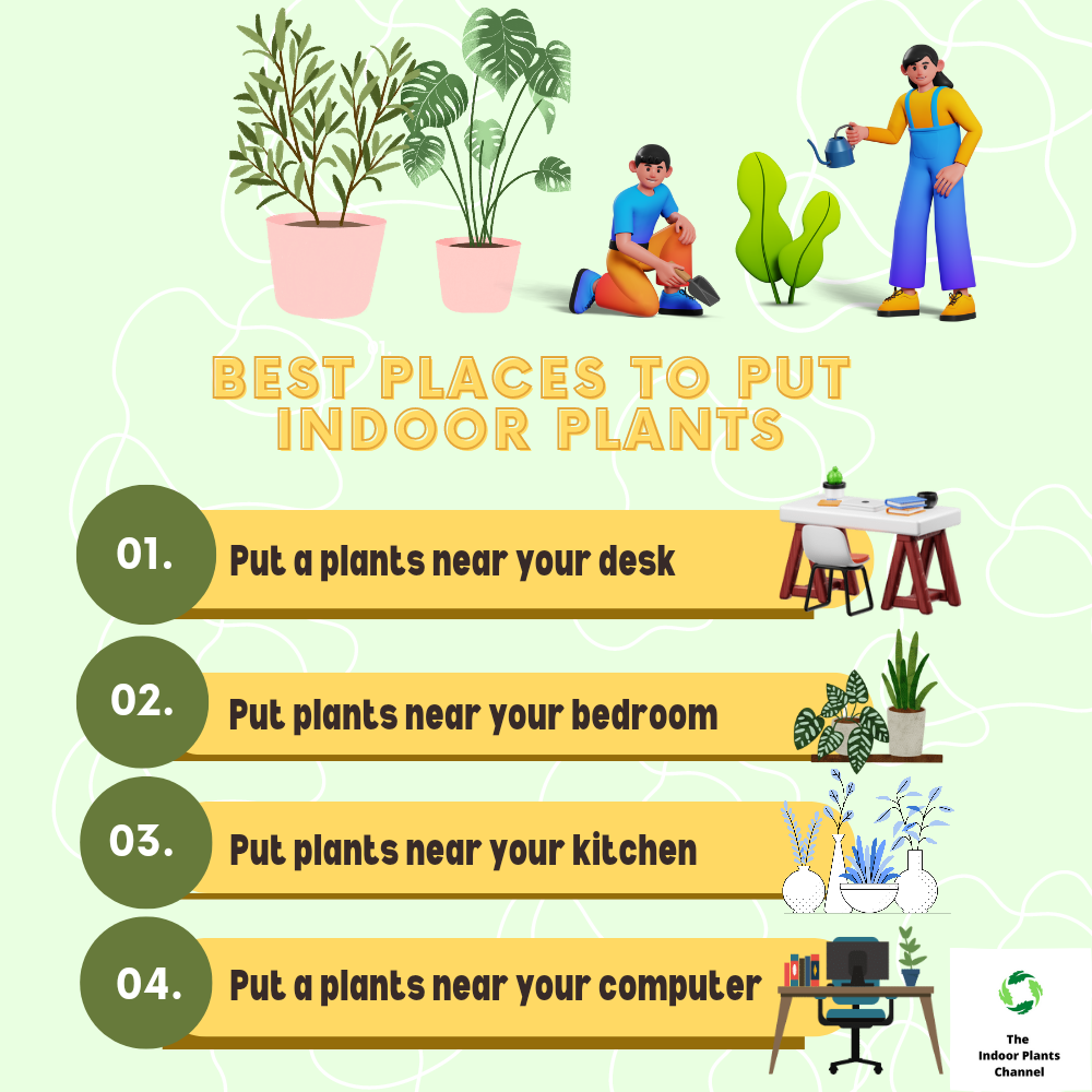 5 Best Indoor Plants for Focus