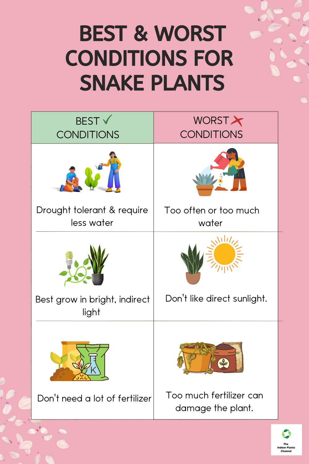 The Best & Worst Conditions For Snake Plants