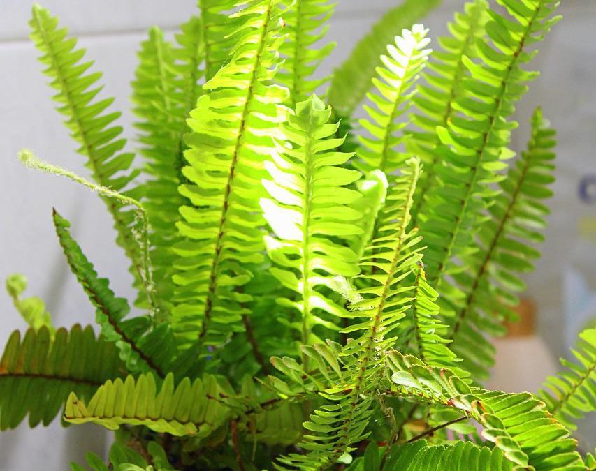 5 Best Indoor Plants For Raising Humidity