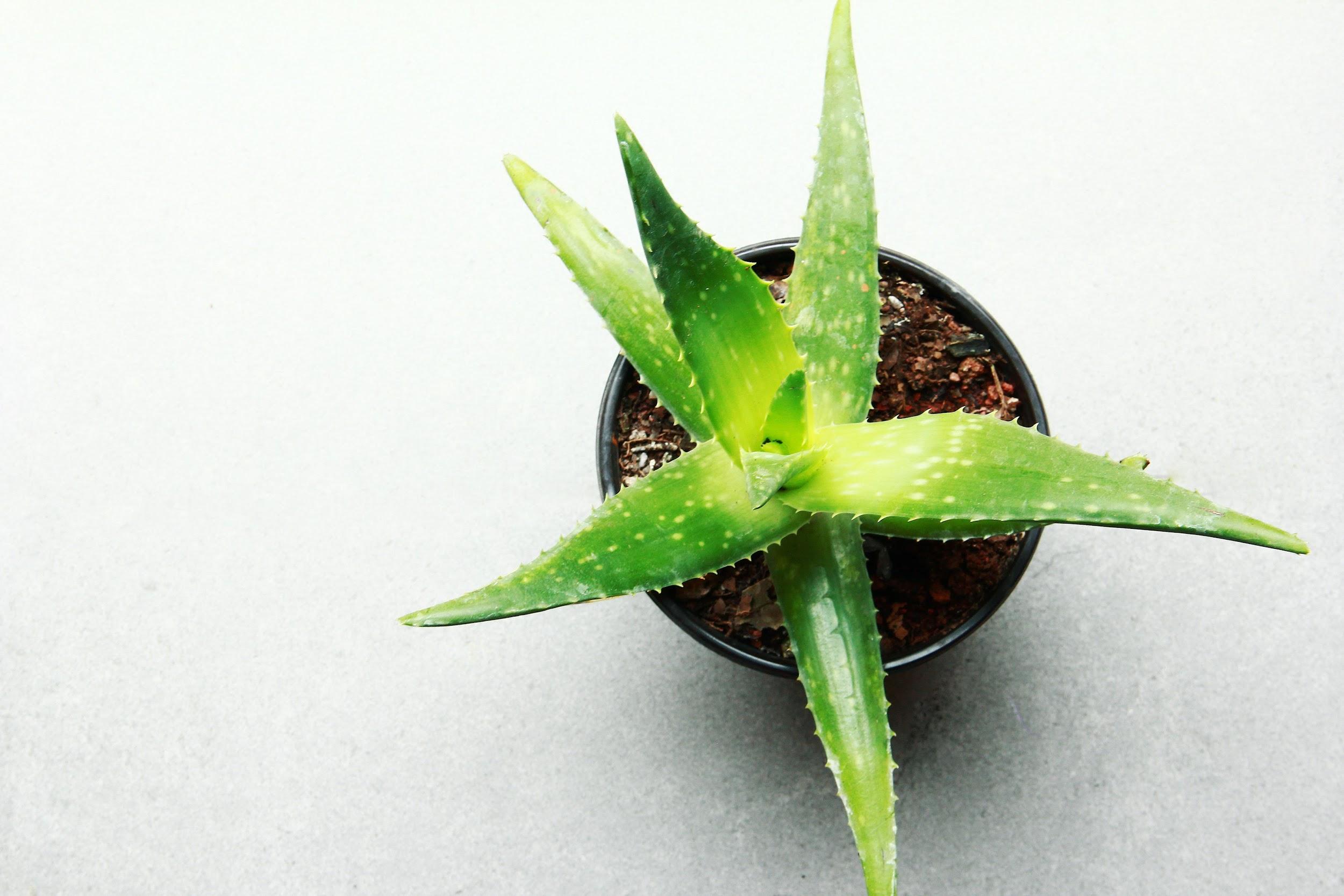 Top 5 Indoor Plants For Stress Relief