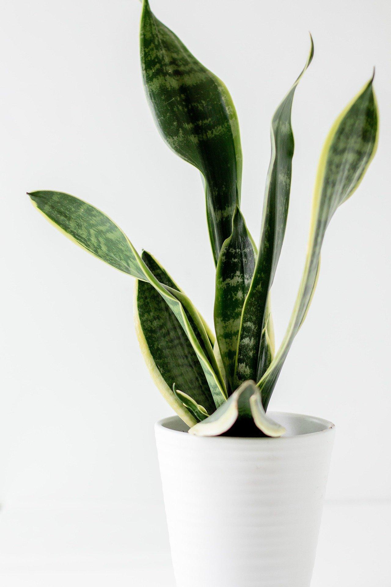 Top 5 Indoor Plants For Stress Relief