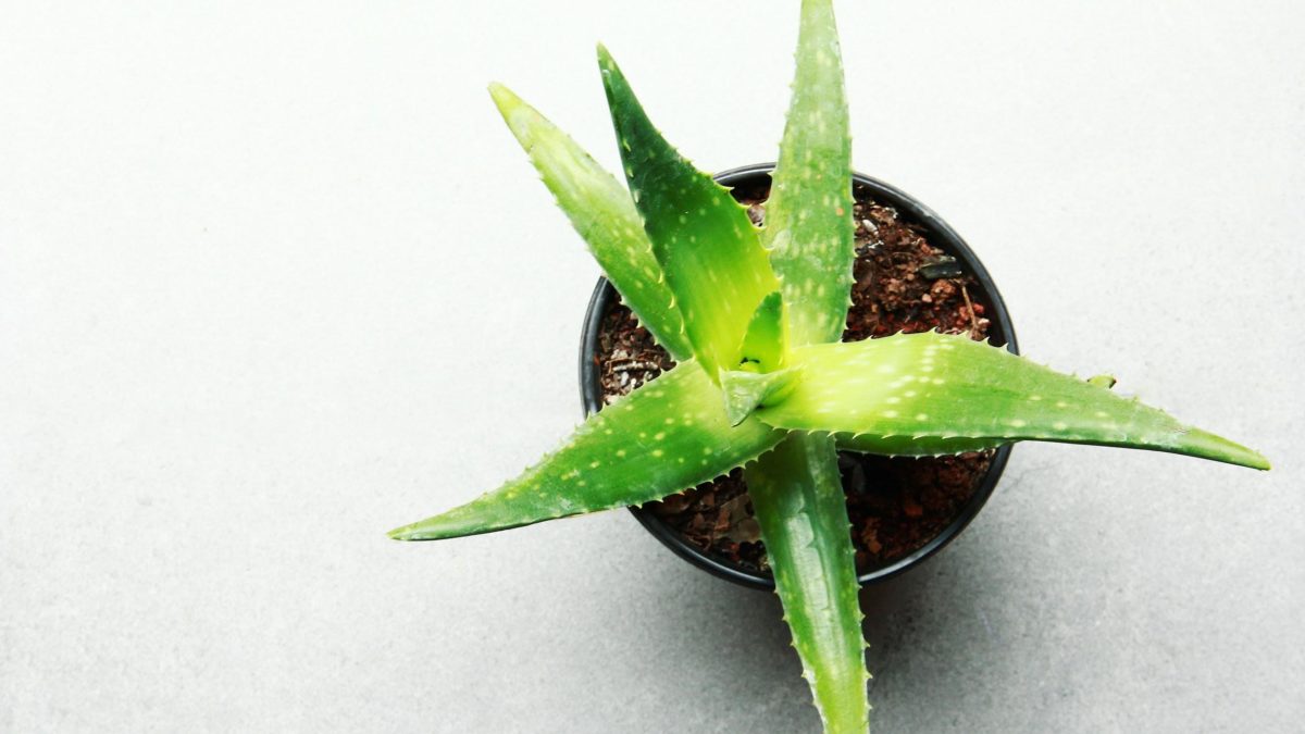 5 Best Indoor Plants for Focus