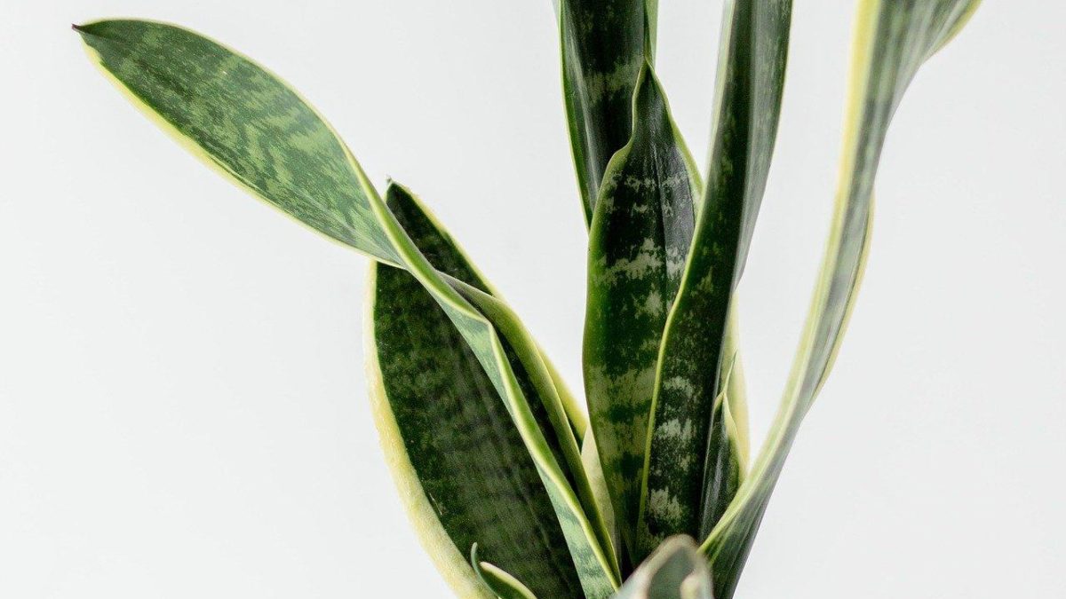 Top 5 Indoor Plants For Stress Relief