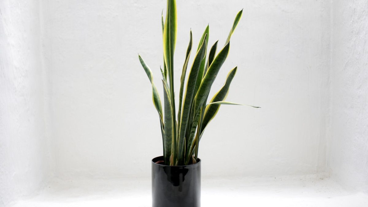 Snake Plant : The Ultimate Guide