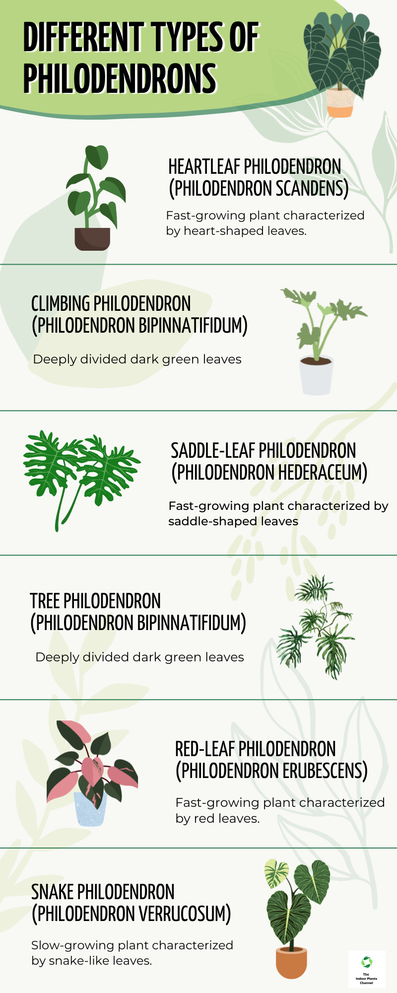 Different Types Of Philodendrons
