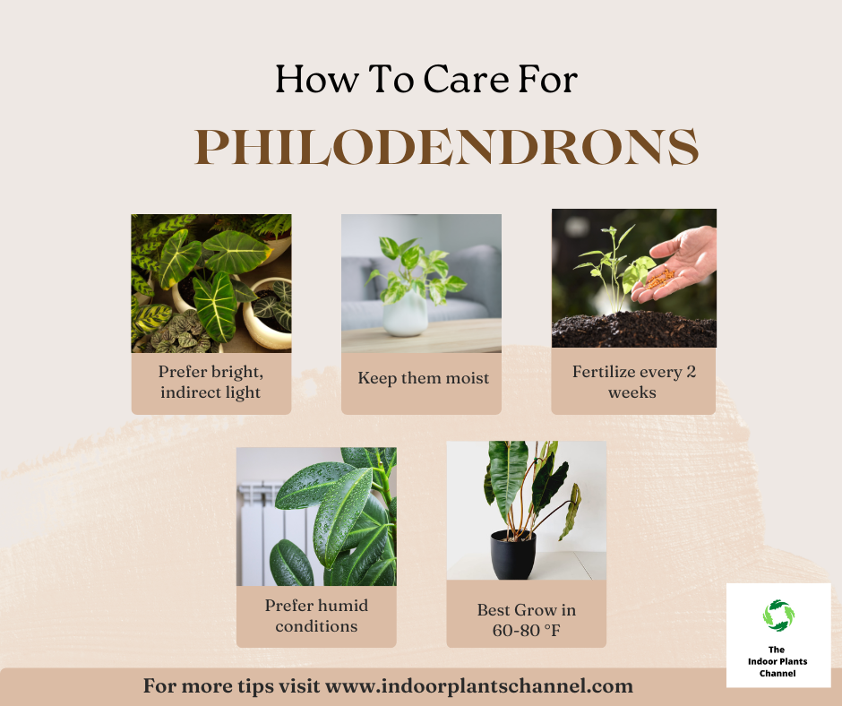How To Care For Philodendrons