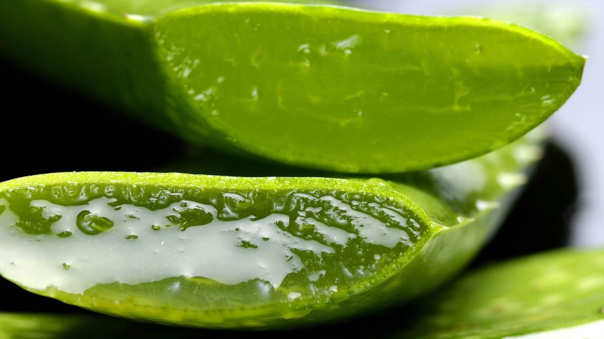 Aloe Vera : The Ultimate Guide