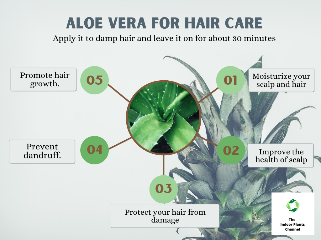 Aloe Vera For Hair Care