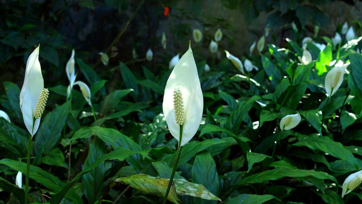 Peace Lily : The Ultimate Guide