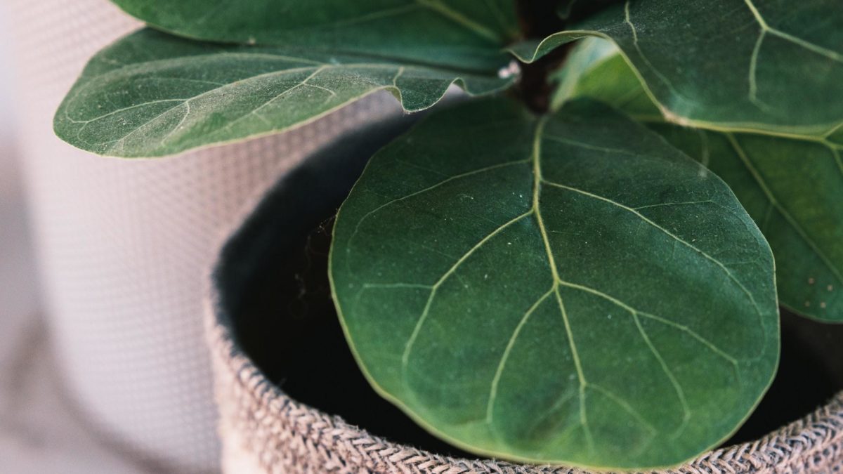 Fiddle Leaf Fig : The Ultimate Guide