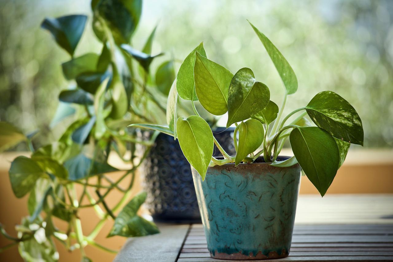 How To Choose The Right Plants For Your Low-light Home