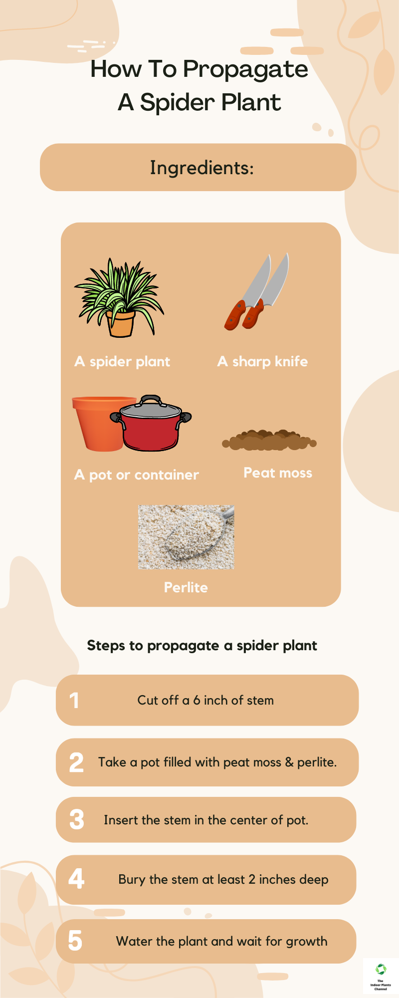 How To Propagate Your Spider Plant