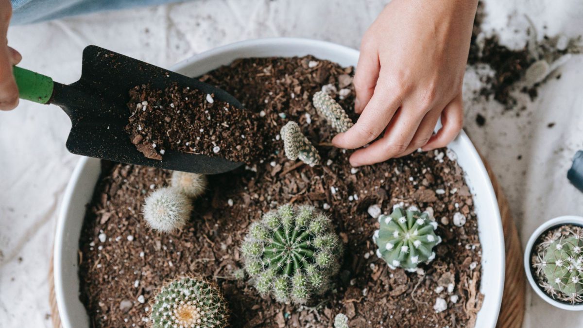How To Pick The Perfect Soil For Your Indoor Plants