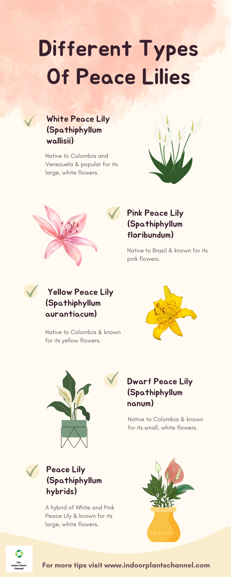 Types Of Peace Lilies